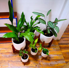 Load image into Gallery viewer, Indoor Plants