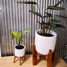 Load image into Gallery viewer, Indoor Plants