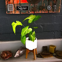 Load image into Gallery viewer, Indoor Plants