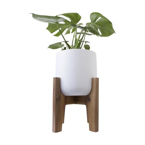 Indoor Plants