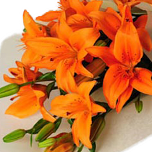 Asiatic (Tiger) Lilies