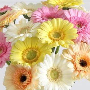 Mudgee florist Mudgee Monkey is a local based florist in the Mudgee Area. Pictured is gerbra flower bouquet