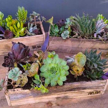 Load image into Gallery viewer, succulent garden delivered in the mudgee region. Mothers day flowers delivered