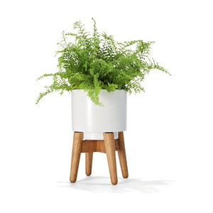 Indoor Plants