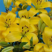 Load image into Gallery viewer, Asiatic (Tiger) Lilies